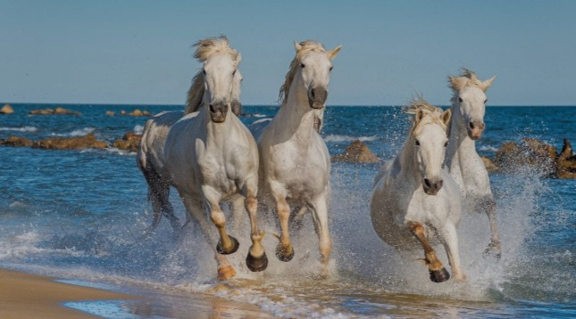 Camargue-photo